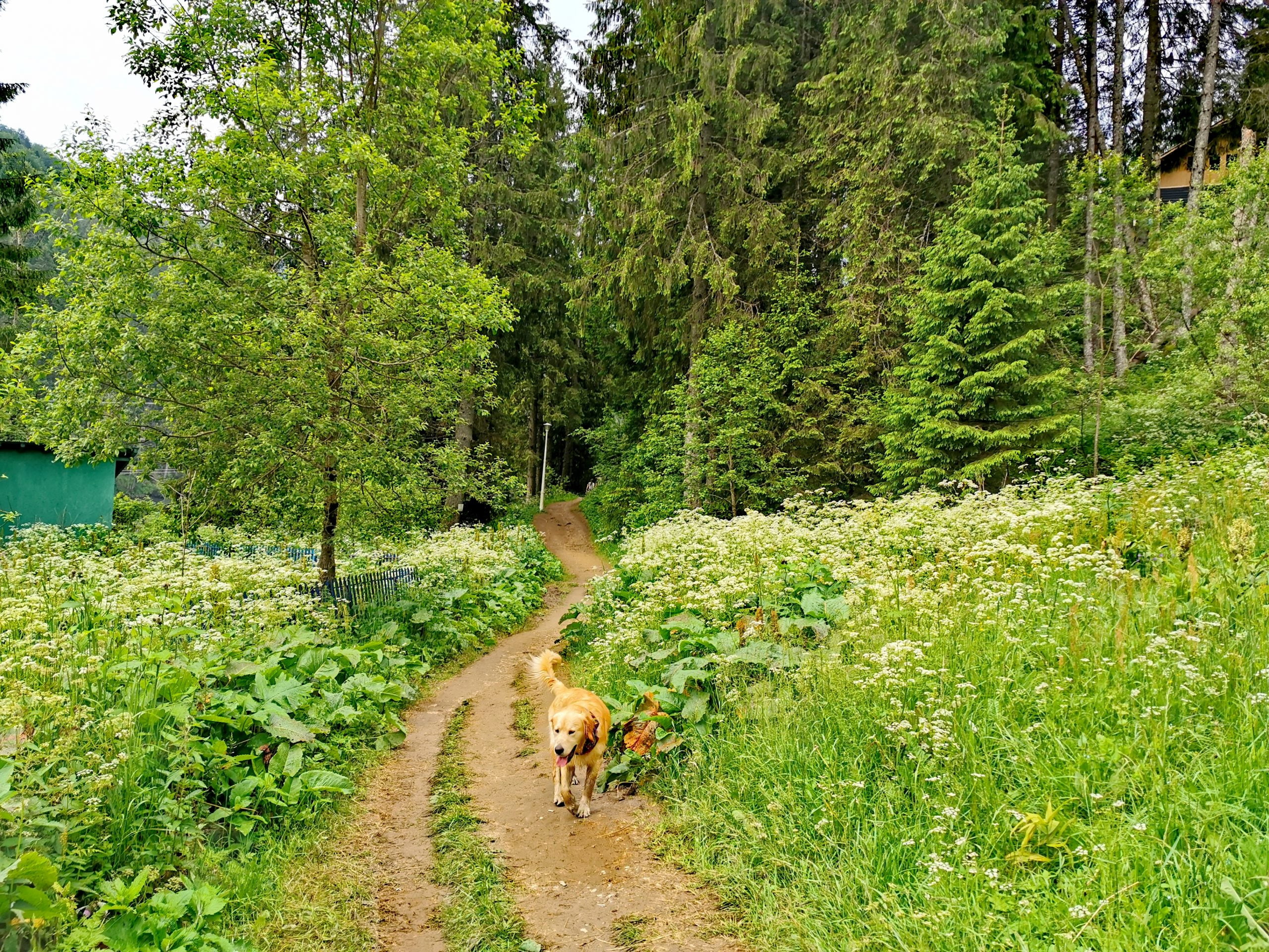HAIHUI cu Swit Rocs - Oaza de verde de pe Valea Prahovei