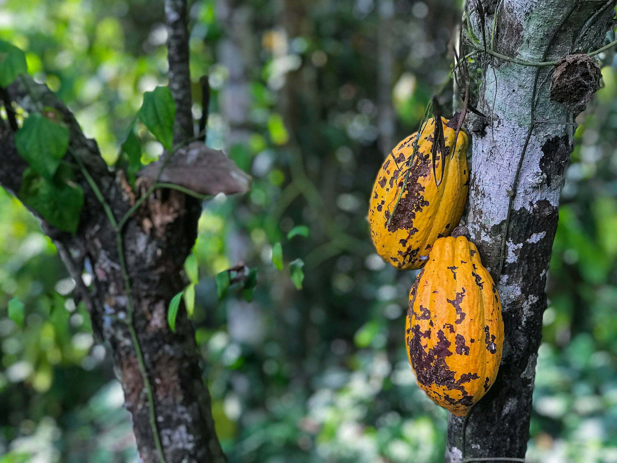 ceva dulce arbore de cacao