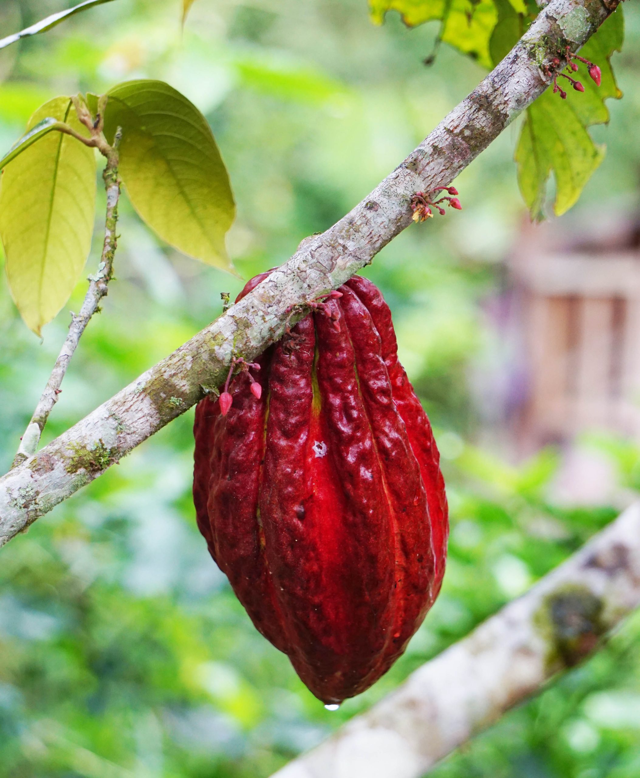 ceva dulce arbore de cacao