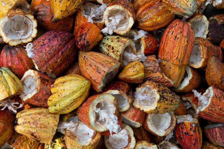ceva dulce fructe cacao
