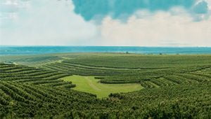 Cramele Recaș x Timișoara 2023