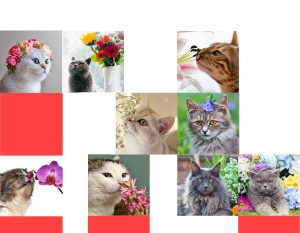 SofistiCAT – Salonul Felin Internațional București