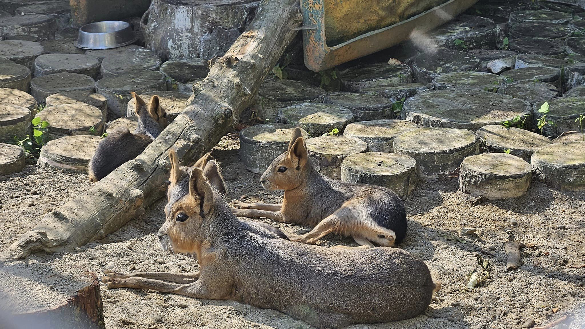 zoo1