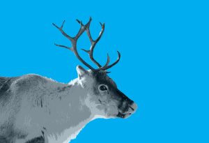 Nordic Film Festival revine la București între 23 - 26 noiembrie