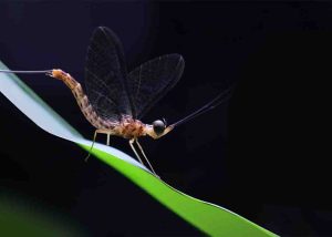 Particles anunță programul complet pentru cele trei zile de festival (14-16 iunie, Parcul Micălaca din Arad). Printre headlineri se numără Robin and the Backstabbers, Luiza Zan Quintet și Delta Pe Obraz