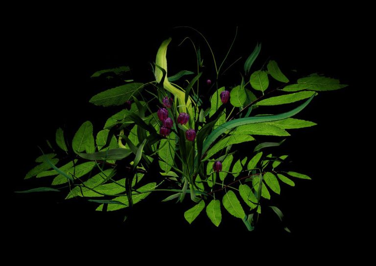 Chronicles from In-Between 495-570 nm - o cronică a lumii naturale evanescente la granița dintre artă, știință și memorie personală