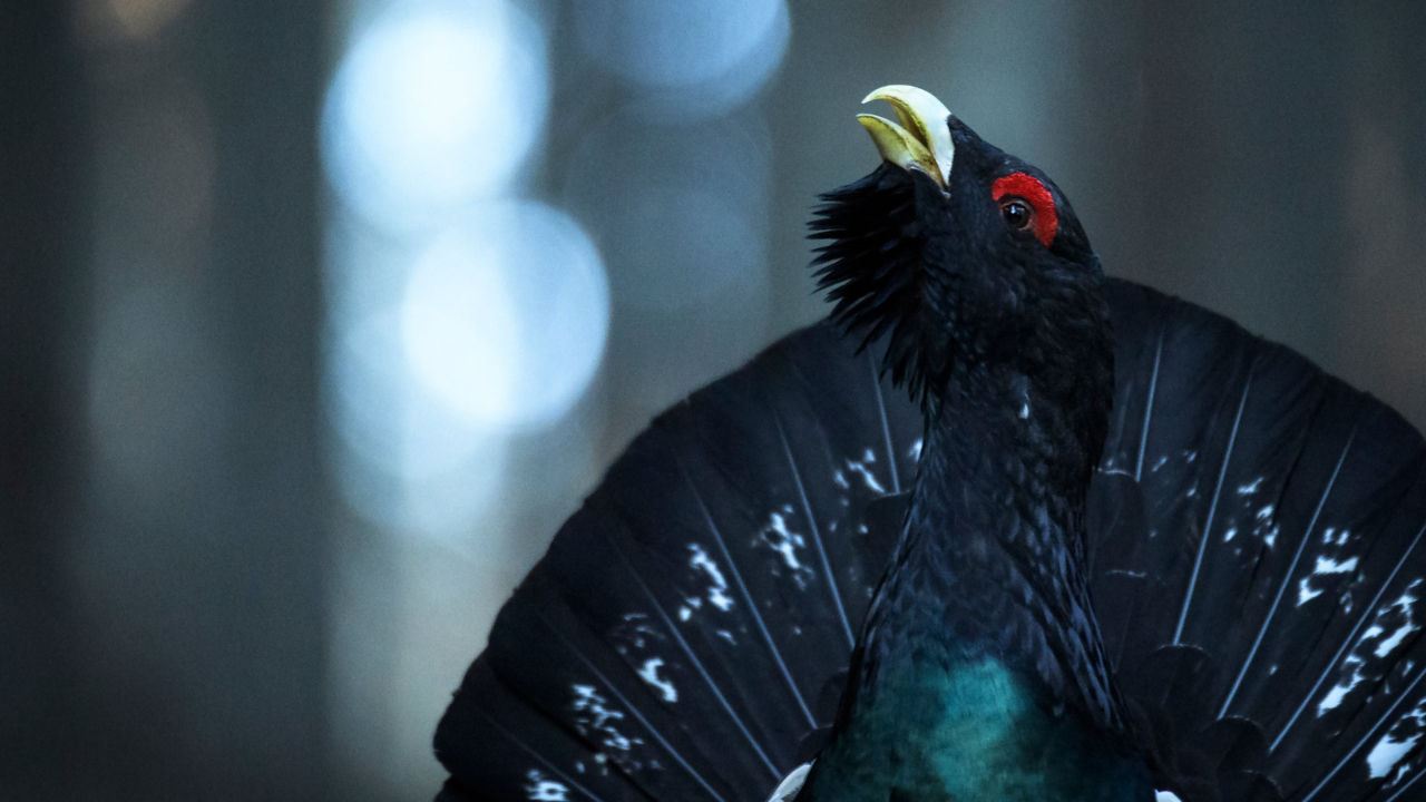 Discovery sărbătorește Ziua Națională a Rom&acirc;niei cu o călătorie spectaculoasă prin &bdquo;Rom&acirc;nia sălbatică"