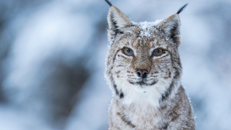 Discovery sărbătorește Ziua Națională a României cu o călătorie spectaculoasă prin „România sălbatică"