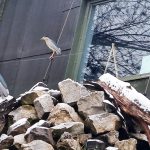 Animale noi la Grădina Zoologică Târgu Mureș!