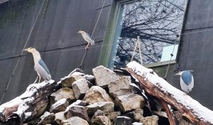 Animale noi la Grădina Zoologică Târgu Mureș!