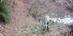 Cum a fost 2024 în Munții Făgăraș. Imagini surprinse de Fundația Conservation Carpathia