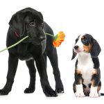 PetExpo 2025: Produse smart, ședințe foto gratuite și concursuri cu premii pentru animalele de companie, weekendul acesta la Romexpo