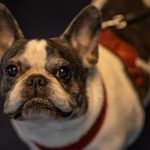 Iubitorii de animale se întâlnesc la PetExpo 2025 – Două zile de spectacol, demonstrații, noutăți și oferte speciale!