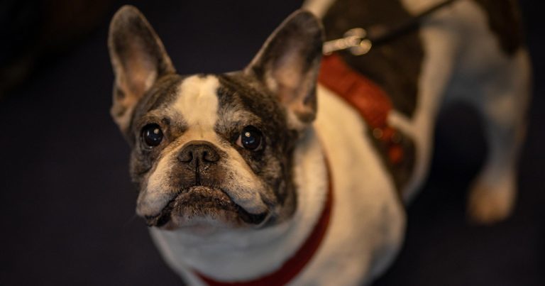 Iubitorii de animale se întâlnesc la PetExpo 2025 – Două zile de spectacol, demonstrații, noutăți și oferte speciale!