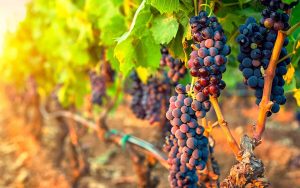 Descoperă vinurile ascunse