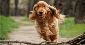 Canicross Fun Run: sport, distracție și adopții