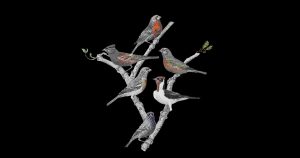 Ritualul Primăverii: Concert Robin and the Backstabbers și Orchestra Filarmonicii Brașov