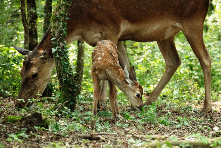 Bambi