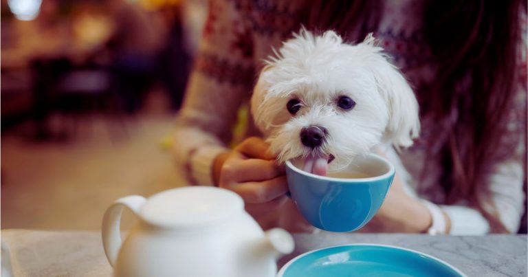 Bucureștiul Pet-Friendly: Ghidul tău pentru cele mai bune locații