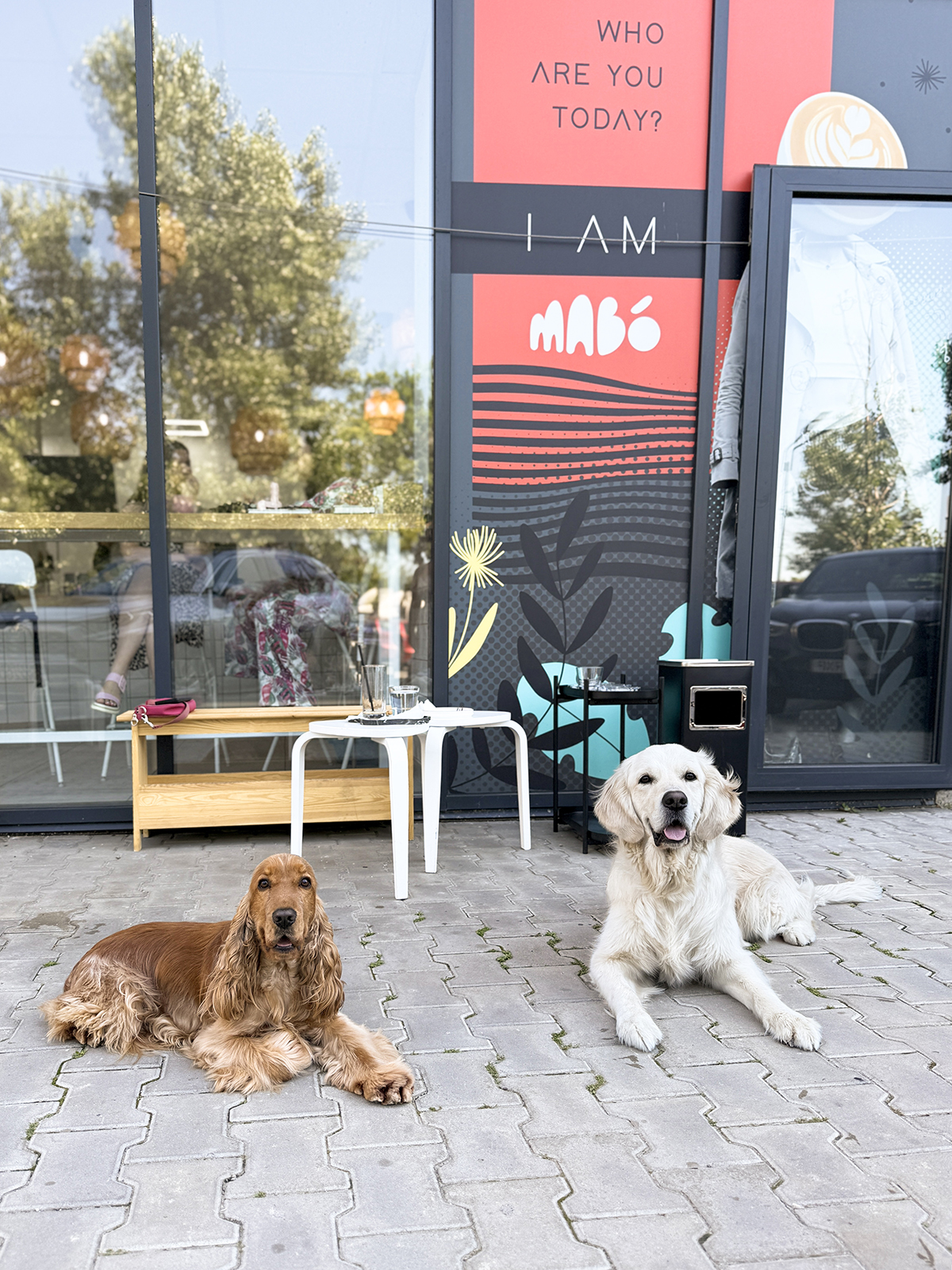 Mai mult dec&acirc;t cafea, locul unde cățeii aduc oamenii &icirc;mpreună!