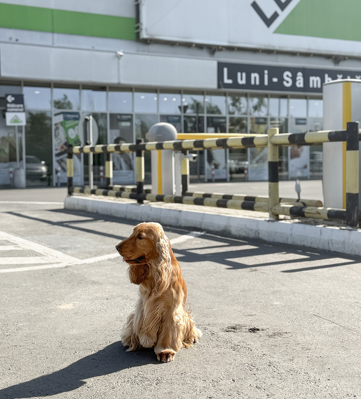 Bricolaj și căței sau cum poți să-ți petreci timpul alături de patruped chiar și atunci c&acirc;nd ai treabă