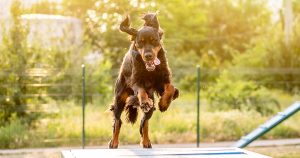 Ce activități vei găsi la Hello Doggie Festival: The Gathering, festivalul posesorilor și iubitorilor de câini