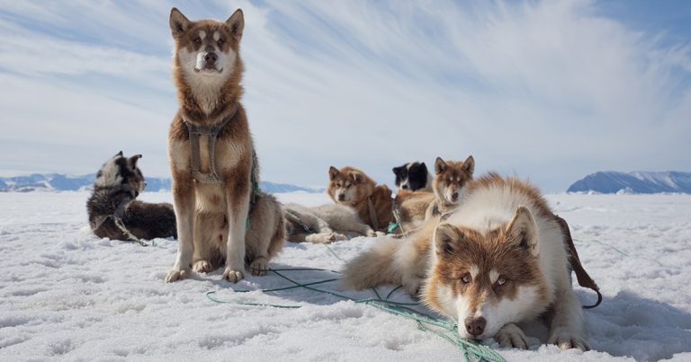 LYNX Festival începe la Brașov! Aproape 3000 de bilete la proiecții sunt deja epuizate