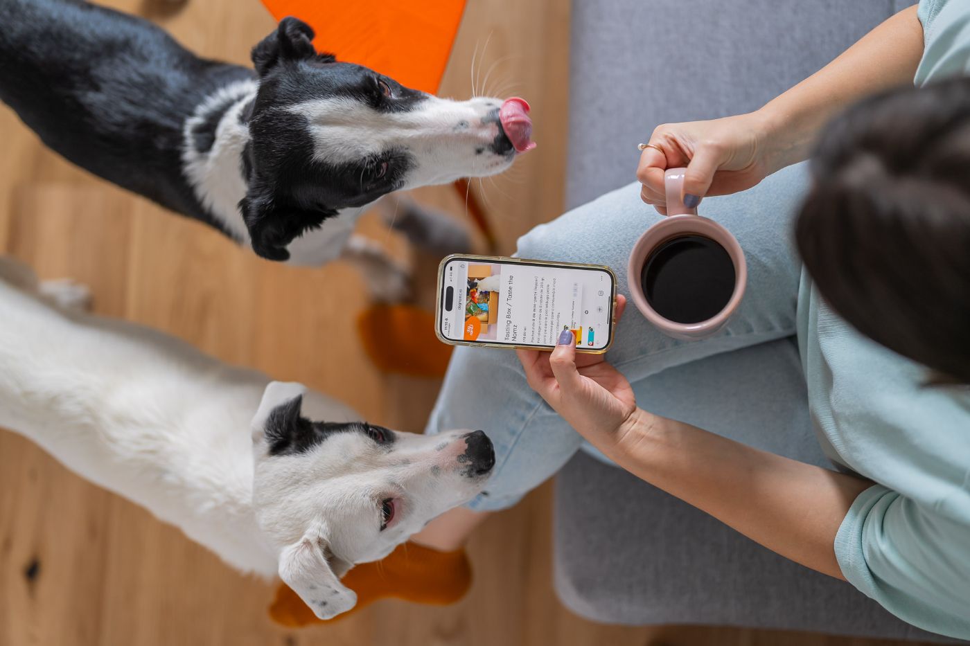 Dognomz povesti de succes 2025