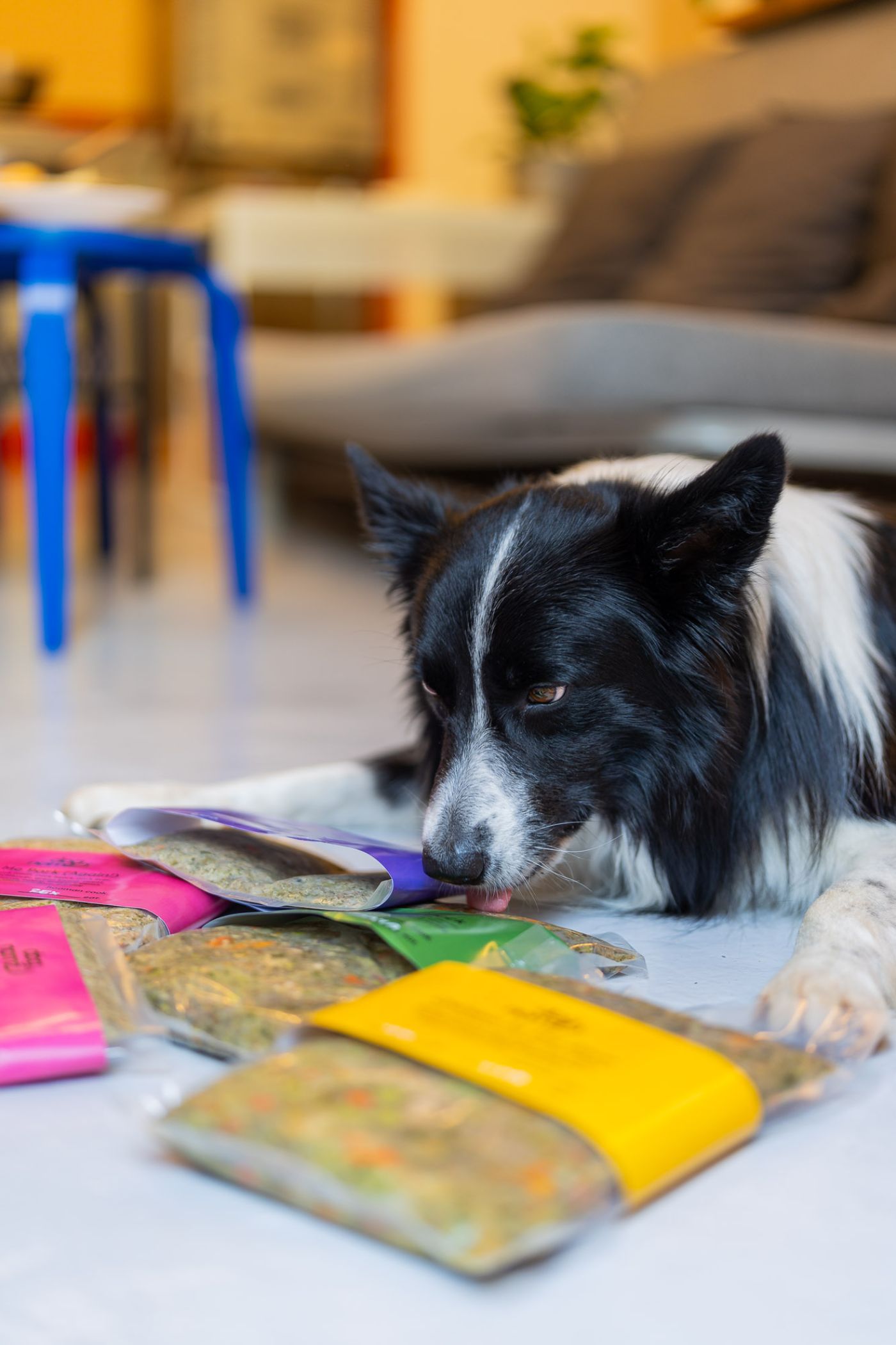 Dognomz povesti de succes 2025