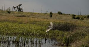 Marginal lansează Otherwise Residency: Artiști și cercetători investighează împreună criza climatică în România