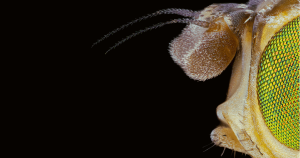 Muzeul Antipa deschide expoziția „Chipul bestiei. Perfecțiunea stă în detalii” – o incursiune spectaculoasă în lumea ascunsă a insectelor