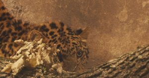 Locatari Noi la Grădina Zoologică Târgu Mureș: Leopárdul Nord-Chinez și Amazonii Cubanezi au Sosit de la Nyíregyháza, Ungaria!