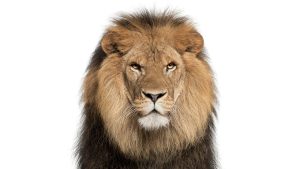 Aniversarea de 61 de ani a Grădinii Zoologice Târgu Mureș!