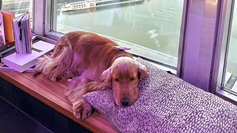 București, Viena sau Bratislava. Care capitală este mai dog-friendly?