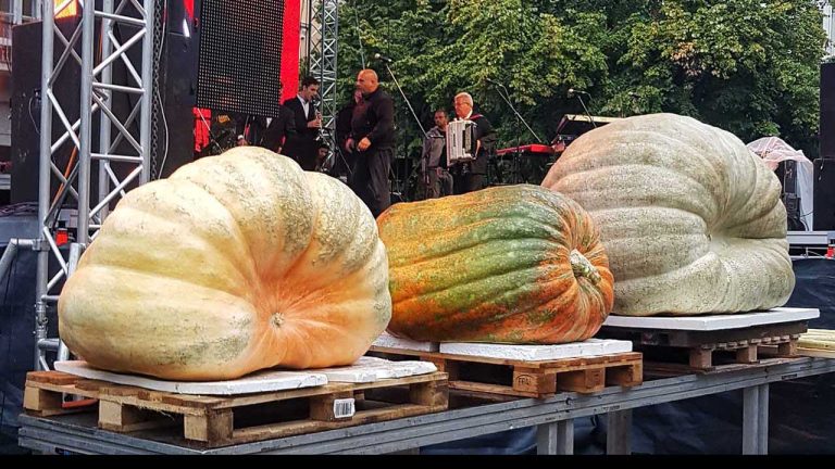 Zilele Dovleacului la Kikinda