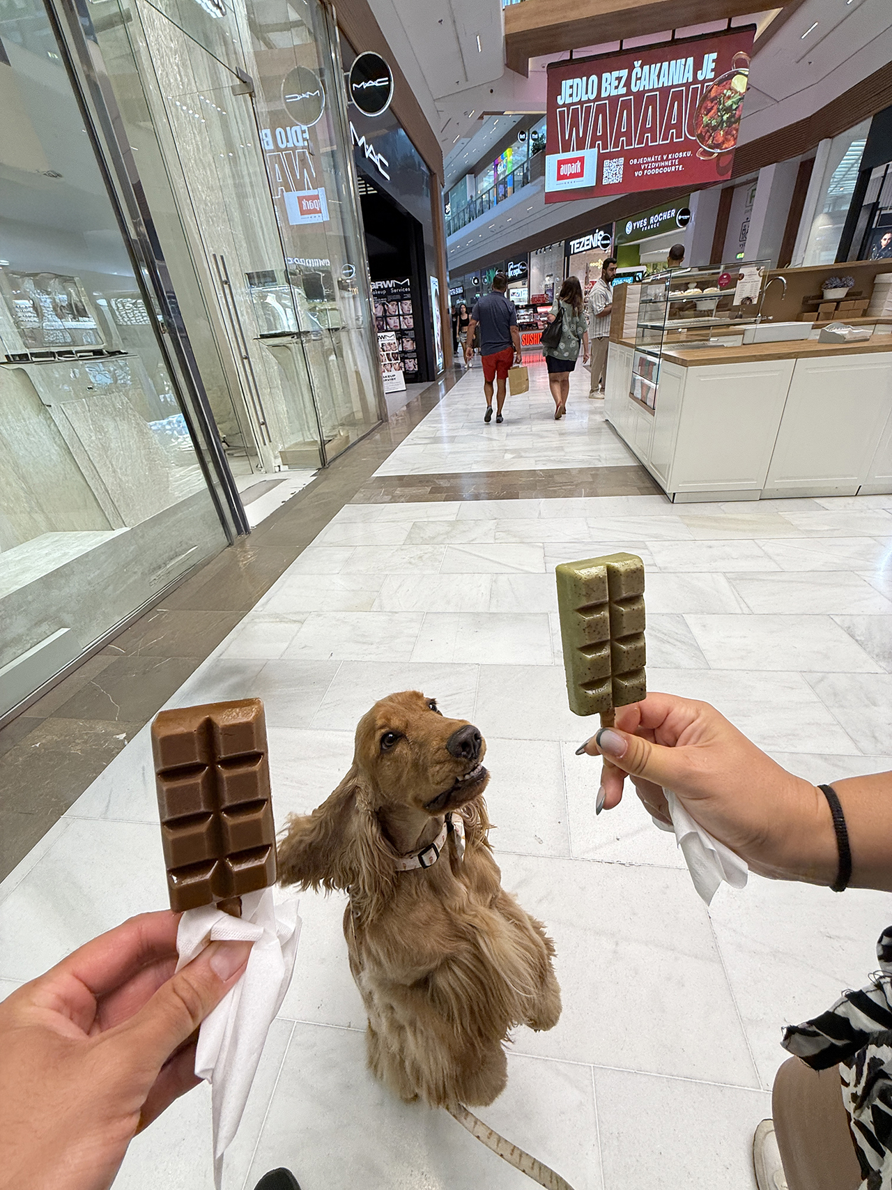 București, Viena sau Bratislava. Care capitală este mai dog-friendly?