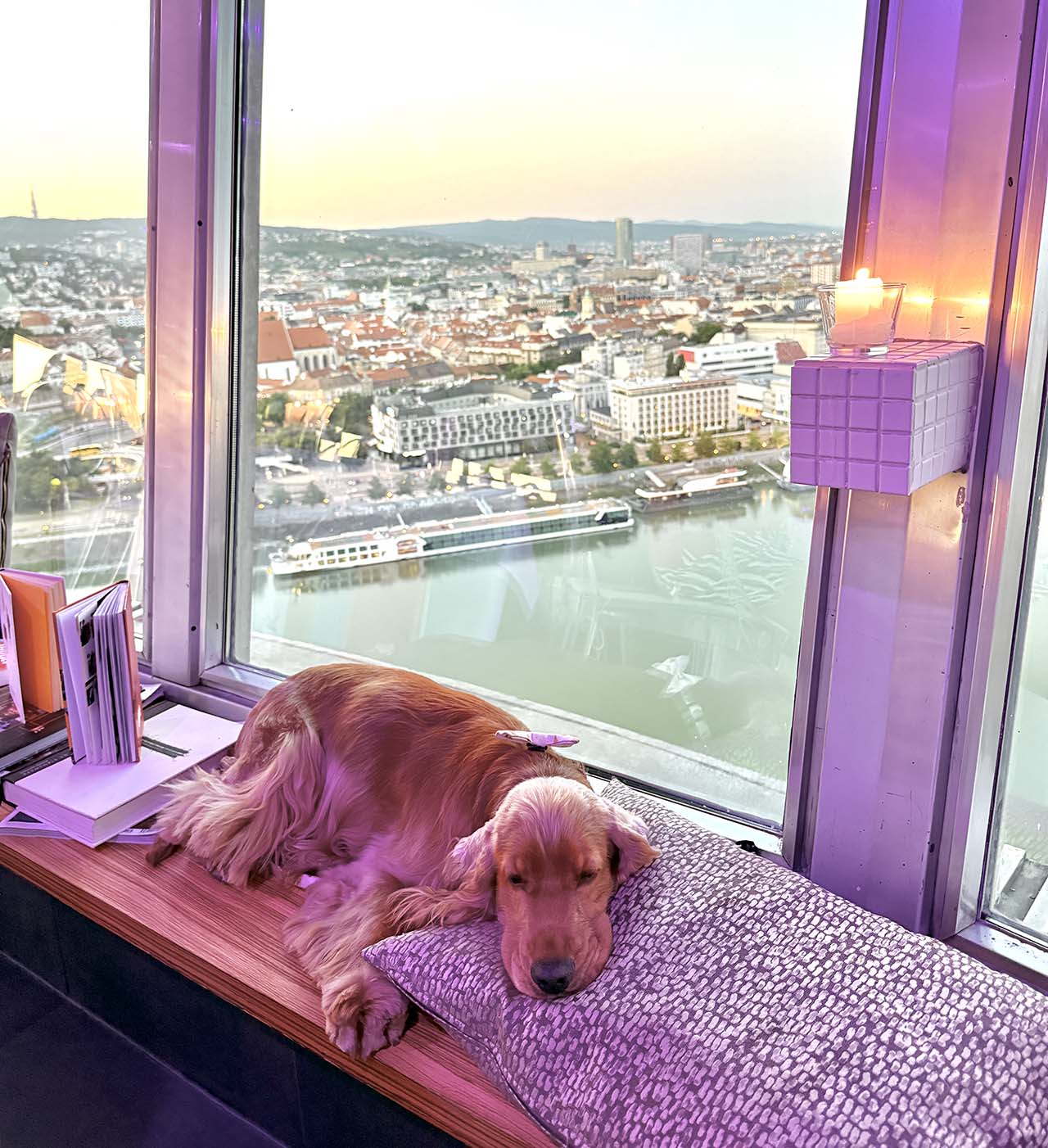 București, Viena sau Bratislava. Care capitală este mai dog-friendly?