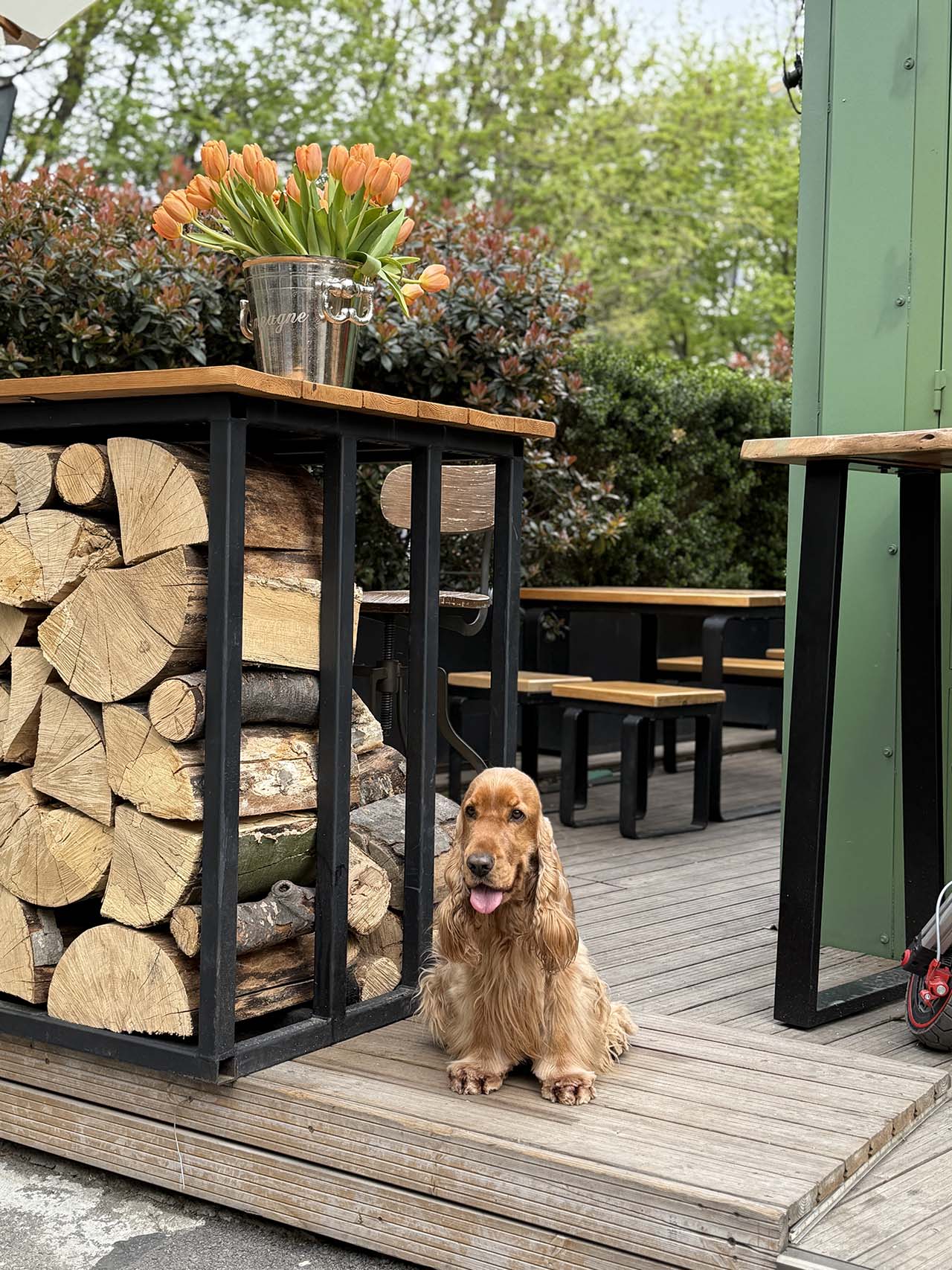 București, Viena sau Bratislava. Care capitală este mai dog-friendly?