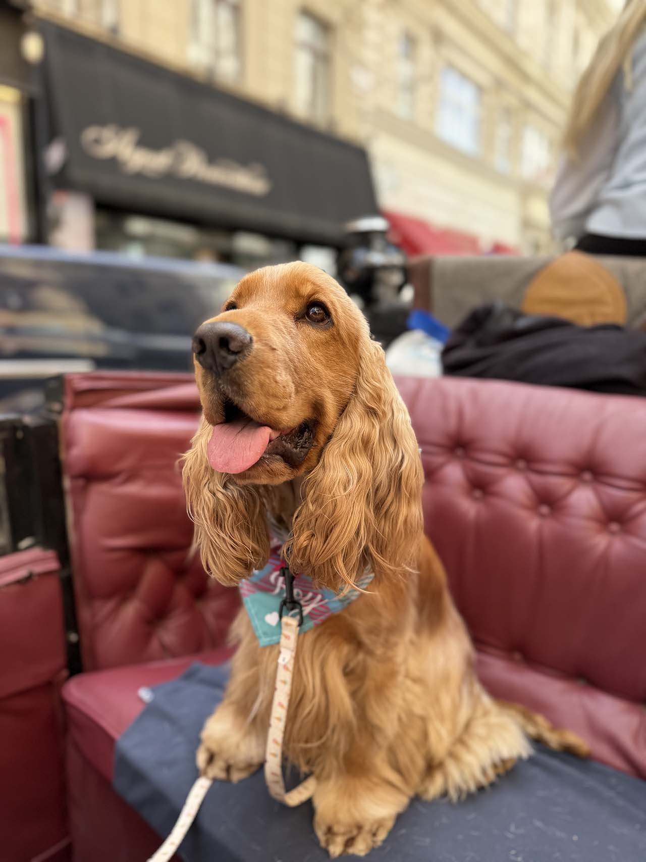 București, Viena sau Bratislava. Care capitală este mai dog-friendly?