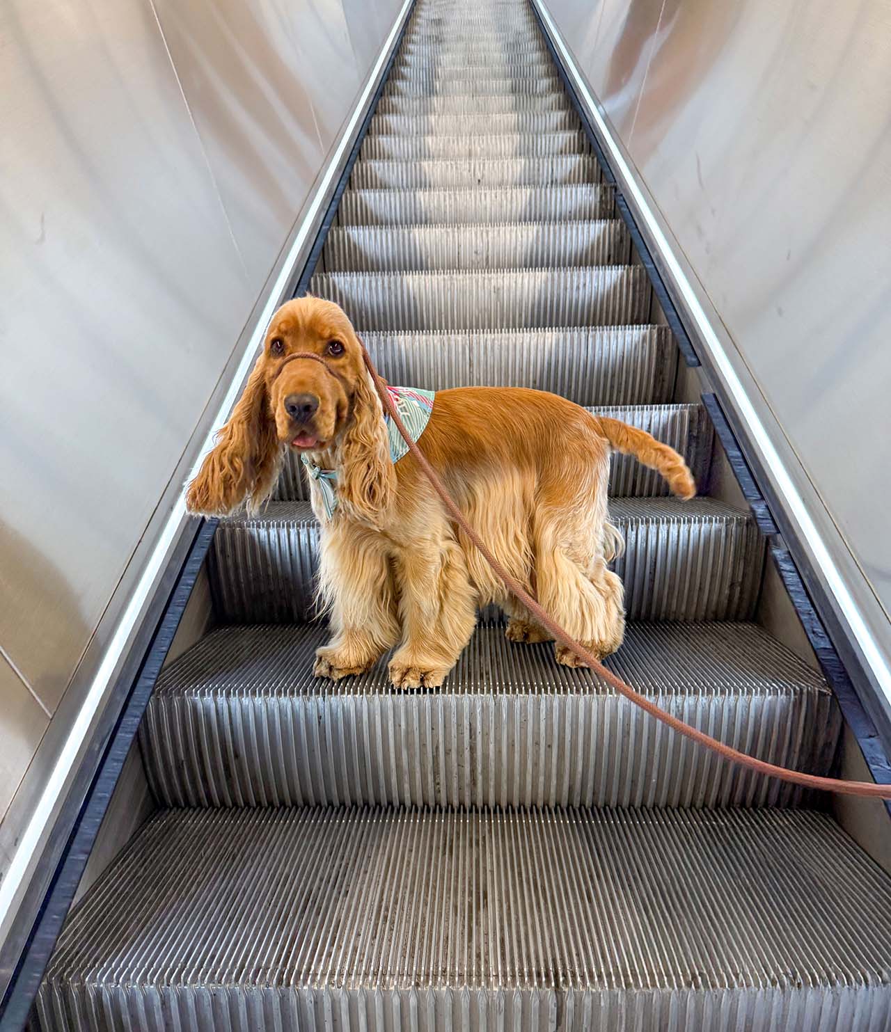 București, Viena sau Bratislava. Care capitală este mai dog-friendly?