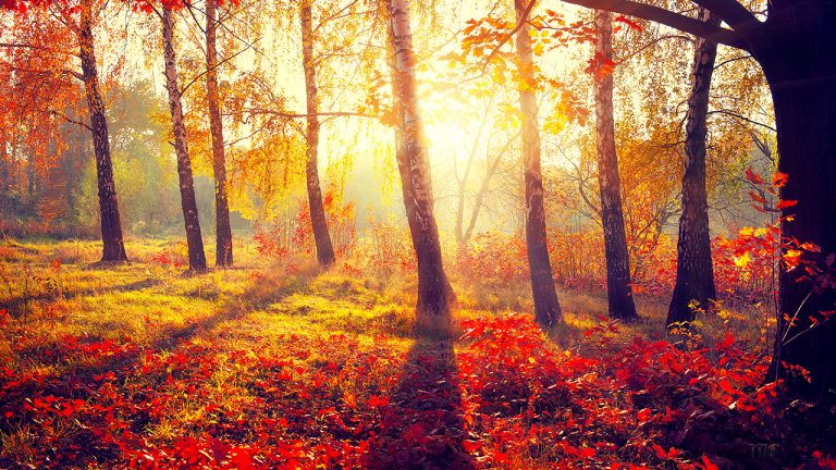 „Let The Music Spell You !” Concert de Muzică Ușoară