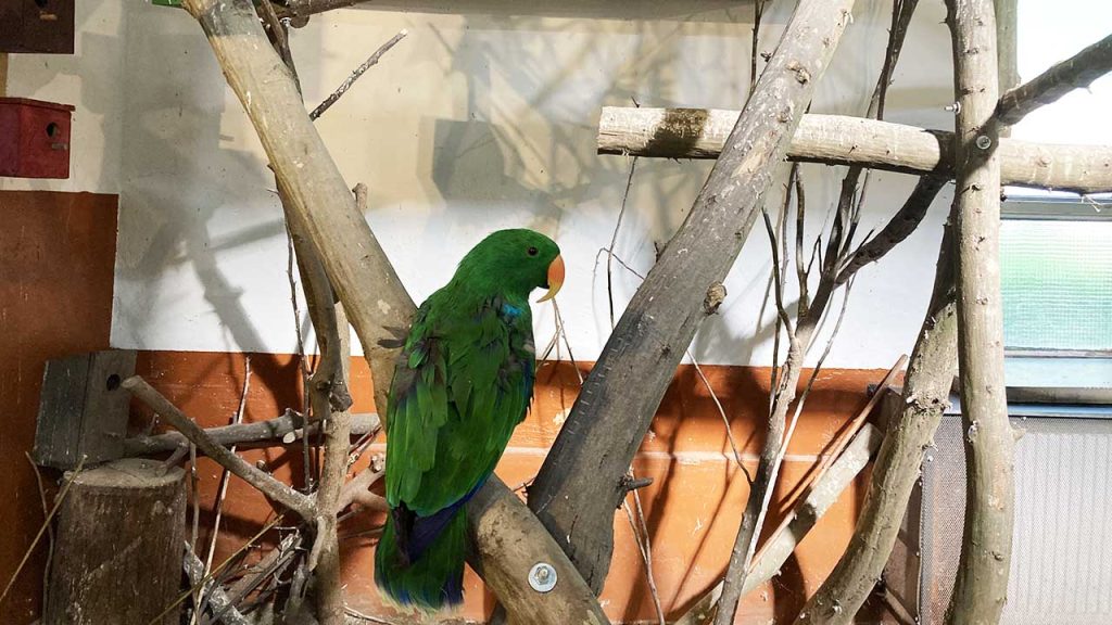 Aventură exotică la Târgu Mureș: Noi locatari în Casa Tropicală și redeschiderea Casei Reptilelor!