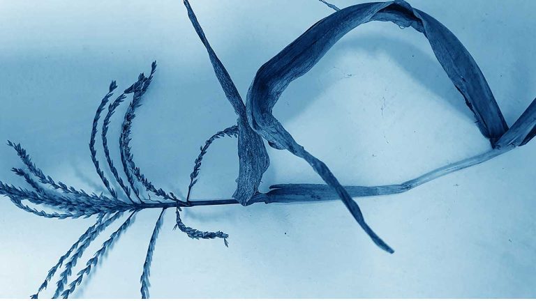 Tatiana Fiodorova-Lefter: Grădina Urzica, vernisaj la Galeria Camera K'ARTE în data de 31 Oct., de la ora 19.00