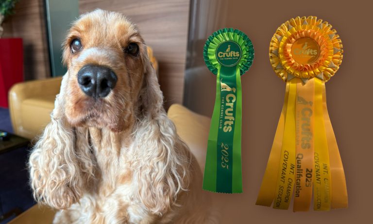 Giovana - Frumusețea desăvârșită a rasei Cocker Spaniel Englez