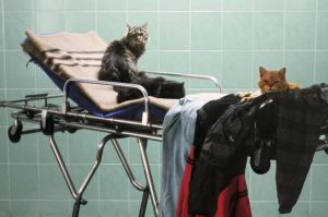 moartea domnului lazarescu 2025