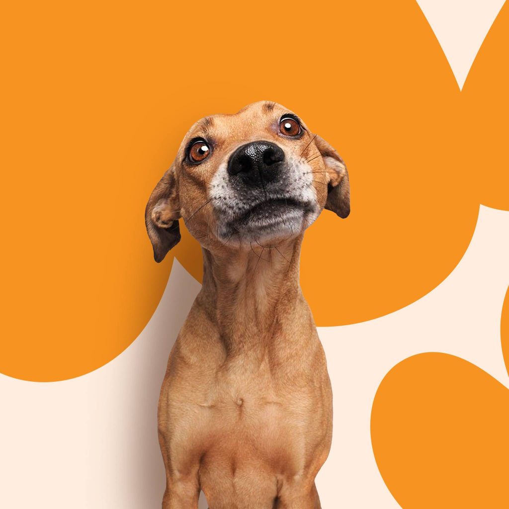 Asociatia Save our Paws 
