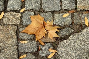 noiembrie prin oras Bucuresti leaves