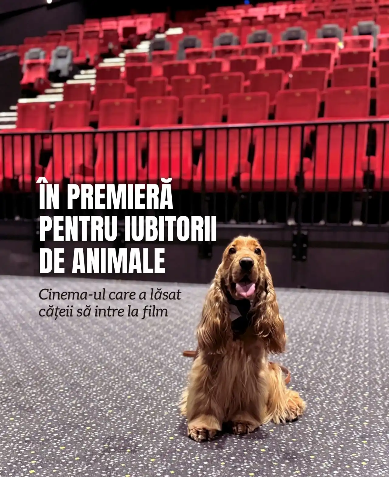Premieră &icirc;n Rom&acirc;nia. Cinema-ul care a lăsat cățeii să intre la film