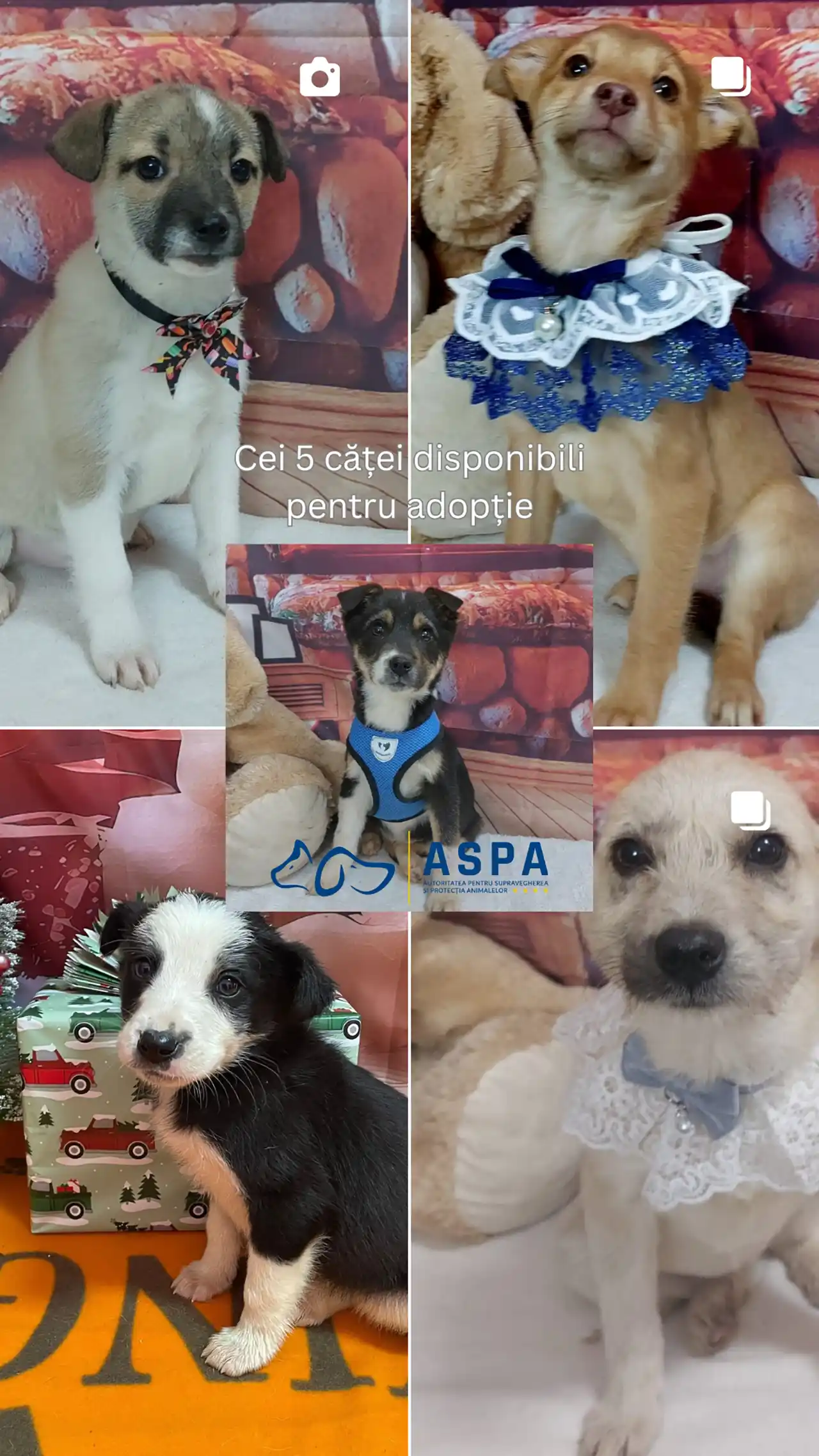 Căței propuși pentru adopție Povestea filmului „Efectul Pufi”, comedia romantică cu patrupezi care schimbă regulile jocului