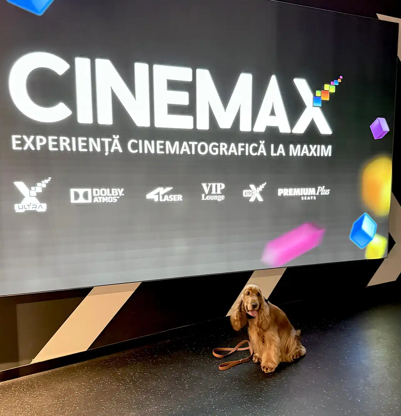  Cinema-ul care a lăsat cățeii să intre la film